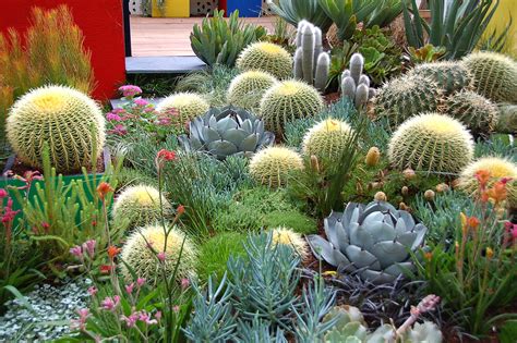 11 Ways to Use Cactus to Enhance Your Landscaping