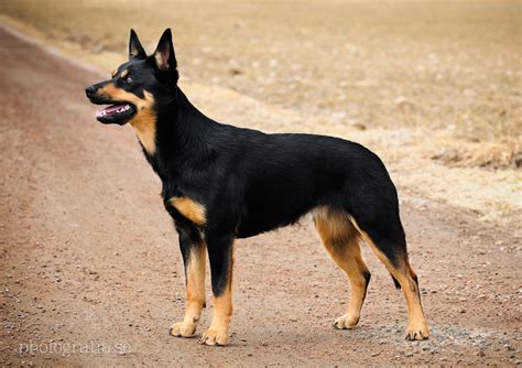 File:Black & Tan kelpie.png - Wikimedia Commons