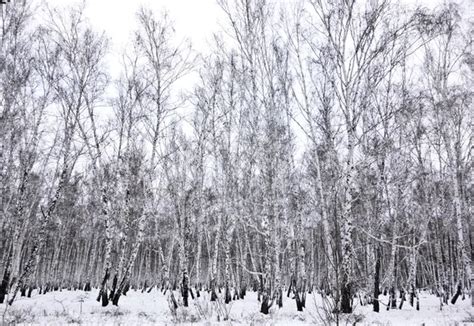 Snowy birch forest Stock Photos, Royalty Free Snowy birch forest Images ...