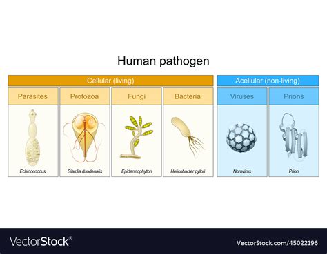 Types of human pathogen pathogenic bacteria Vector Image