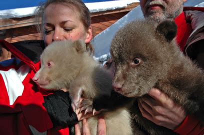 Albino bear charms Polar Zoo crowds - Norway's News in English — www ...