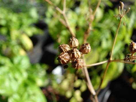 Coriander Seeds Facts, Health Benefits & Nutritional Value