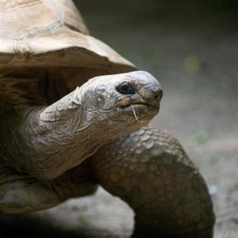 Aldabra Tortoise | Columbus Zoo and Aquarium