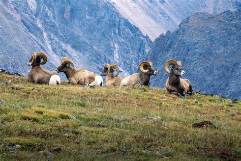 Animals - Rocky Mountain National Park (U.S. National Park Service)