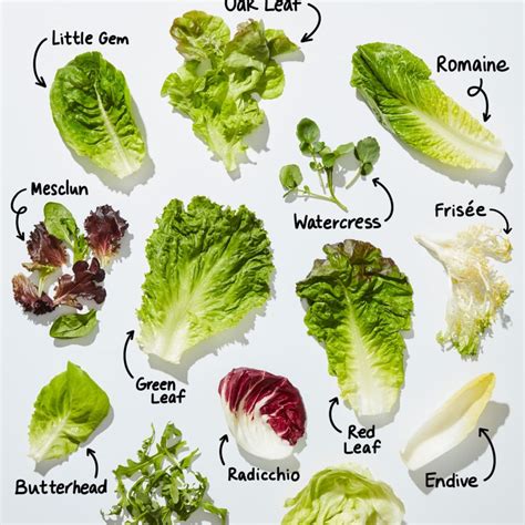 10 Types Of Lettuce