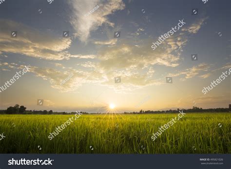 Paddy Field Sunrise Stock Photo (Edit Now) 495821026