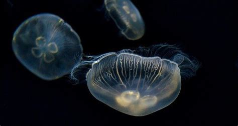 Types of Jellyfish - BioExpedition