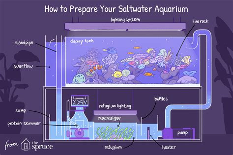 How to Set Up a Saltwater Aquarium