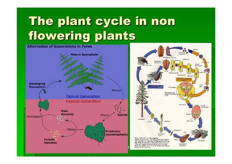 Plant reproduction y10