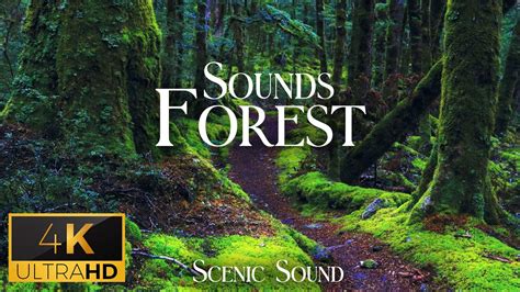 Forest Sounds - 4K Relaxing Ambiences by Nature ASMR - Scenic Sound ...