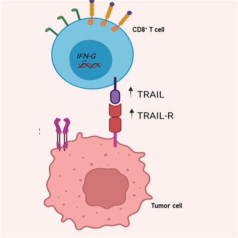 Tumor Immunology and Immunotherapy Research Program | Roswell Park ...