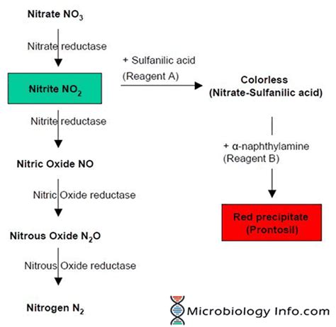 Nitrate Reduction Test - Principle, Procedure, Uses and Interpretation