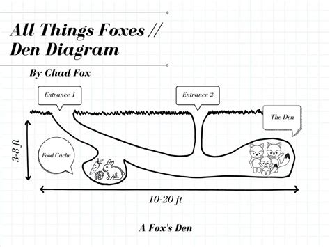 Fox Dens | All You Need To Know - All Things Foxes