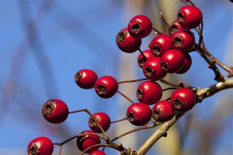 14 Proven Health Benefits of Eating Hawthorn Berry - How To Ripe