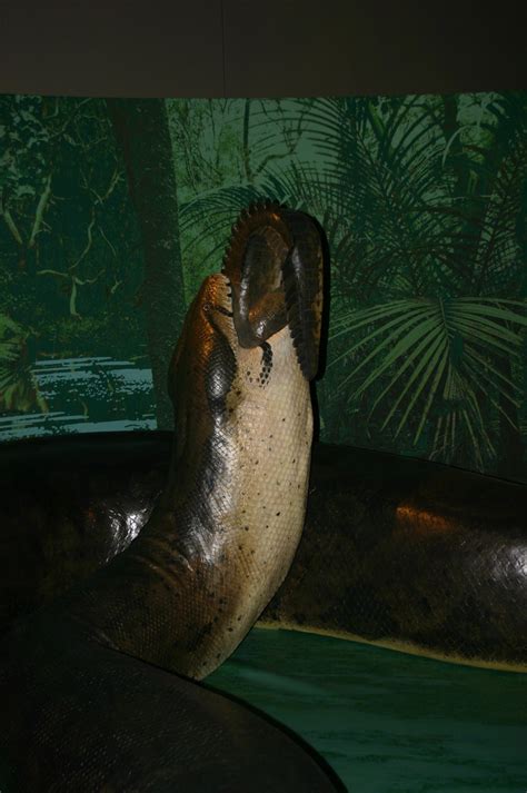 Titanoboa | Taken at the Smithsonian Natural History Museum.… | Flickr