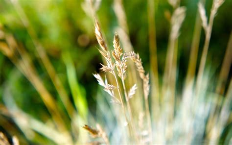 dry grass-Macro photography wallpaper Preview | 10wallpaper.com