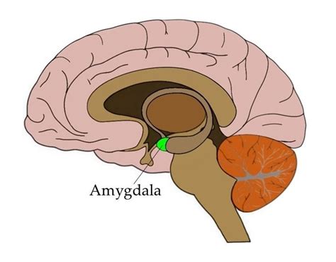 Know Your Brain: Amygdala