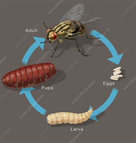 Life Cycle of a House Fly, Illustration - Stock Image - C043/7959 ...