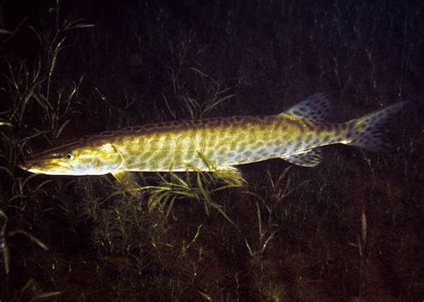 Muskie Fish: Biology, Habitat - FishOnTips