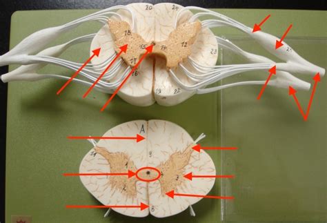 spinal cord cross section Diagram | Quizlet