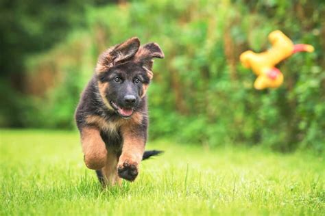 40+ Pictures of Baby German Shepherds to Brighten Your Day