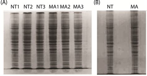 Images of the 1D SDS-PAGE gels. A SDS-PAGE analysis of the protein ...