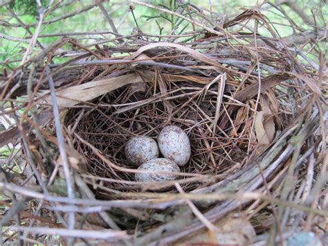 Blue Jay Barrens: Cardinal Nest