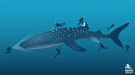 Whale Shark Drawing at GetDrawings | Free download