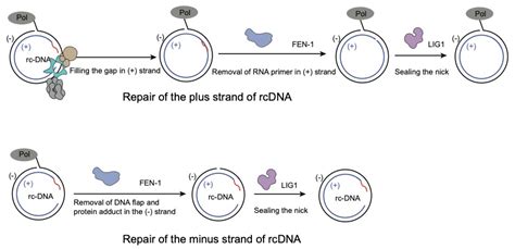 Hepatitis B Virus Uses Host’s DNA Repair Proteins to Close Circle of ...