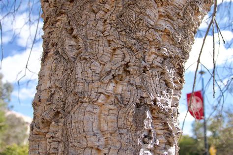 Cork Oak Tree