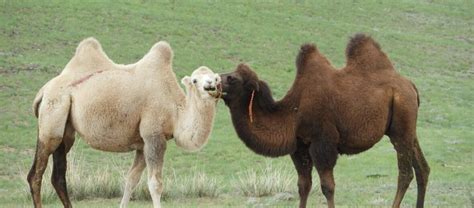 The Bactrian Camel | Critter Science