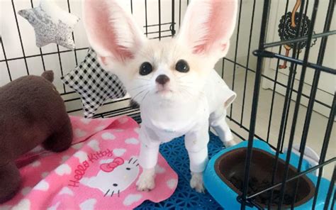 Fennec fox as pet. Are they good pets? - Petsyclopedia News