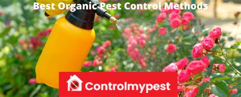 Best Organic Pest Control Methods to Keep your Home Pest-free