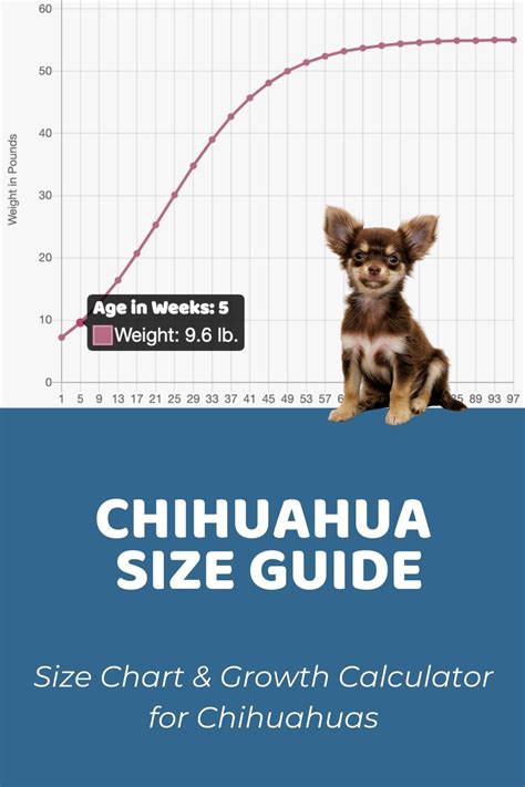 Chihuahua Size Chart & Growth Patterns - Puppy Weight Calculator