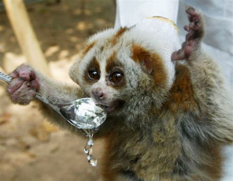 The Slow Loris, The Primate With A Surprisingly Deadly Venom