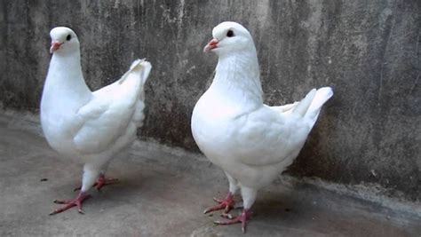 15 Most Popular Pigeon Breeds - Tail and Fur