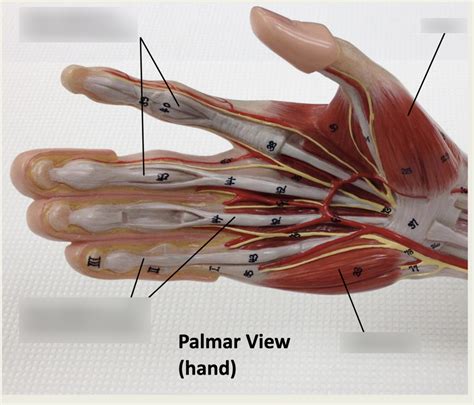 Palmar view (hand) Diagram | Quizlet