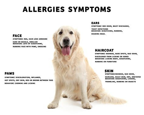 How To Help Relieve Dog Allergies