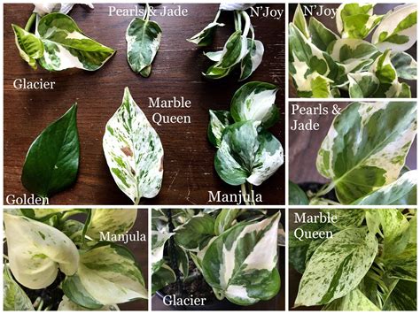 Pothos Plant Varieties - Pothos Plant