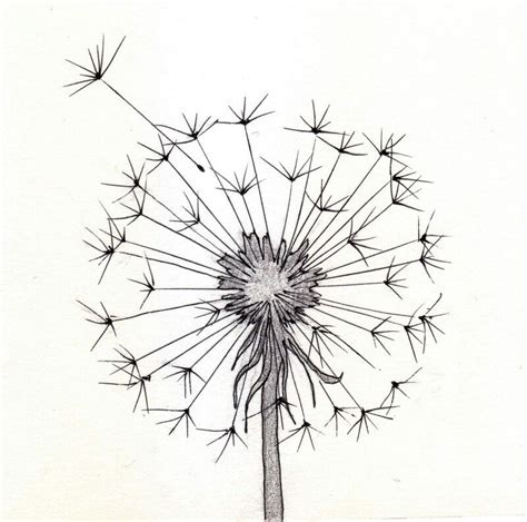 Dandelion Pencil Drawing