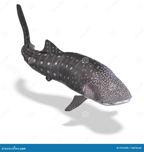 Whale Shark Royalty Free Stock Image - Image: 9763396