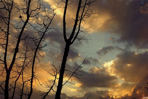 Silhouette Nature by romusht on DeviantArt