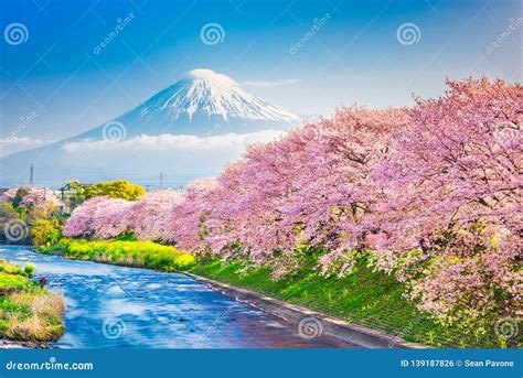 Mt. Fuji In The Spring Time With Cherry Blossoms At Kawaguchiko ...