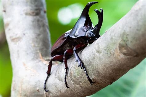 Male rhinoceros beetle Stock Photos, Royalty Free Male rhinoceros ...