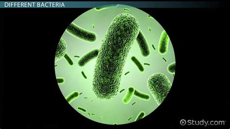 Aerobic Gram-Positive Bacilli: Characteristics, Types & Examples ...