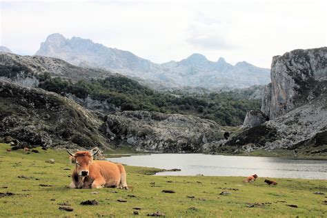 Wildlife Wanderings: Picos de Europa