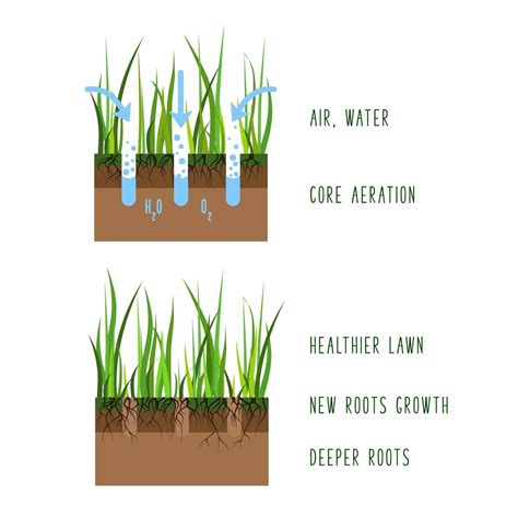 8 Benefits of Lawn Aeration: Everything You Need To Know