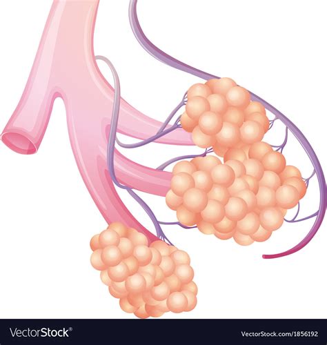 Pulmonary alveolus Royalty Free Vector Image - VectorStock