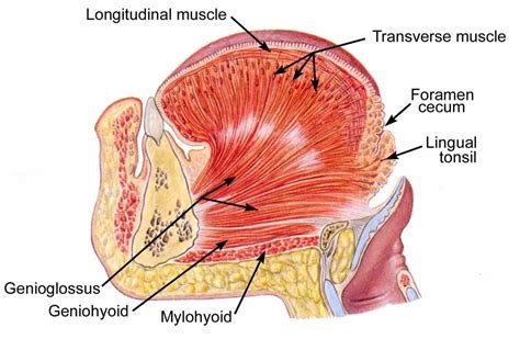 Tongue Muscles Anatomy