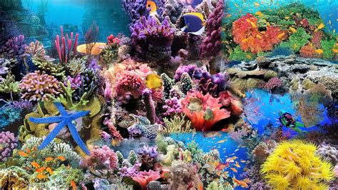 5-five-5: Great Barrier Reef (Australia)